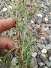 Papaver dubium stevenianum