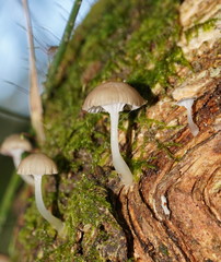 Roridomyces austrororidus