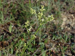 Galium sylvaticum
