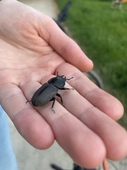 Dorcus parallelipipedus