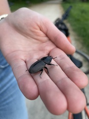 Dorcus parallelipipedus