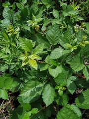 Rubus procerus