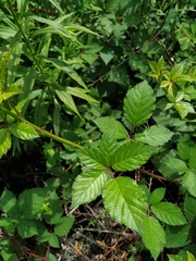 Rubus procerus