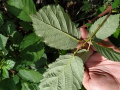 Rubus procerus