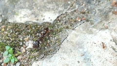 Odontomachus