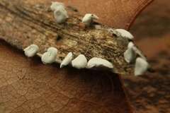 Diderma hemisphaericum