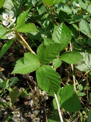 Rubus procerus
