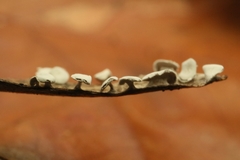 Diderma hemisphaericum