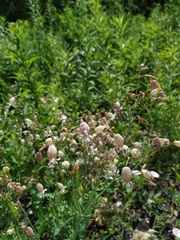 Silene vulgaris