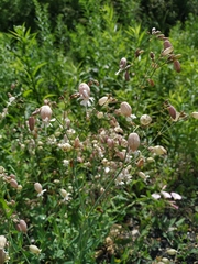 Silene vulgaris