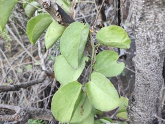Cissus rotundifolia