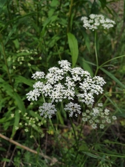 Pimpinella saxifraga