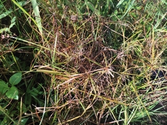 Cyperus iria image