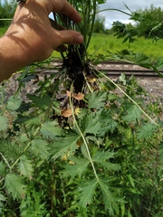 Pimpinella saxifraga