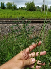 Pimpinella saxifraga