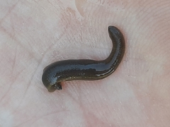 Erpobdellidae