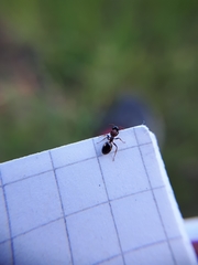 Dolichoderus quadripunctatus