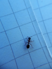 Dolichoderus quadripunctatus