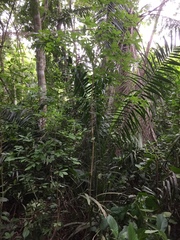 Ochna schweinfurthiana