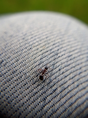 Dolichoderus quadripunctatus