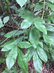 Ochna schweinfurthiana