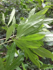 Ochna schweinfurthiana