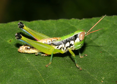 Caryanda beybienkoi
