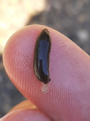 Erpobdellidae