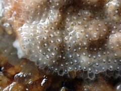 Schizoporella unicornis