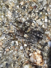 Arctosa perita