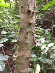 Bridelia micrantha