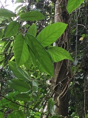 Bridelia micrantha