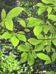 Bridelia micrantha