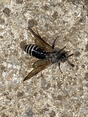 Pseudoclavellaria amerinae