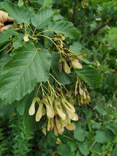 Tatarian Maple