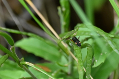 Closterotomus annulus