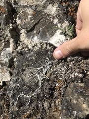 Thamnolia vermicularis