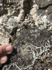 Thamnolia vermicularis