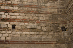 Columba livia domestica