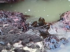 Laminaria setchellii