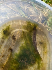 Cobitis paludica