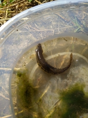 Cobitis paludica