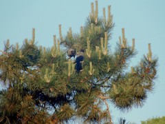 Corvus cornix