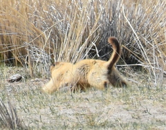 Marmota sibirica