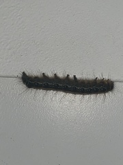Malacosoma americana