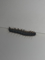 Malacosoma americana