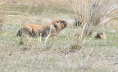 Marmota sibirica