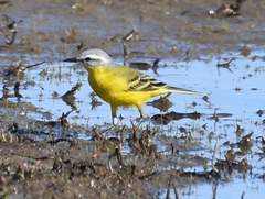 Motacilla flava beema