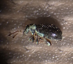 Phyllobius viridicollis