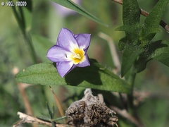 Convolvulus pentapetaloides